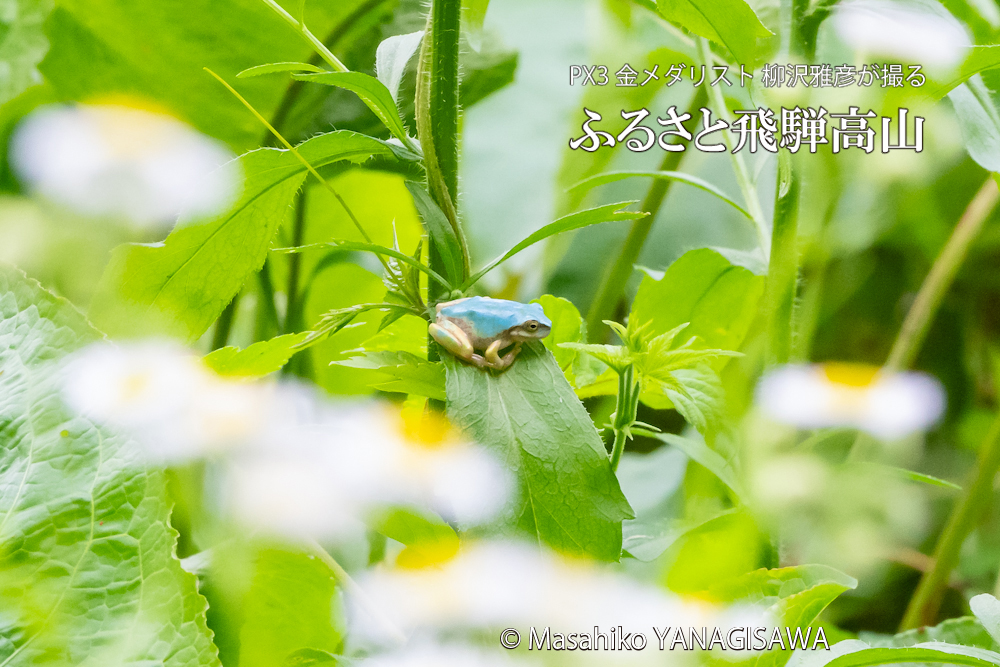 夏の飛騨高山(「幸せを呼ぶ」といわれる水色のアマガエル)　撮影・柳沢雅彦