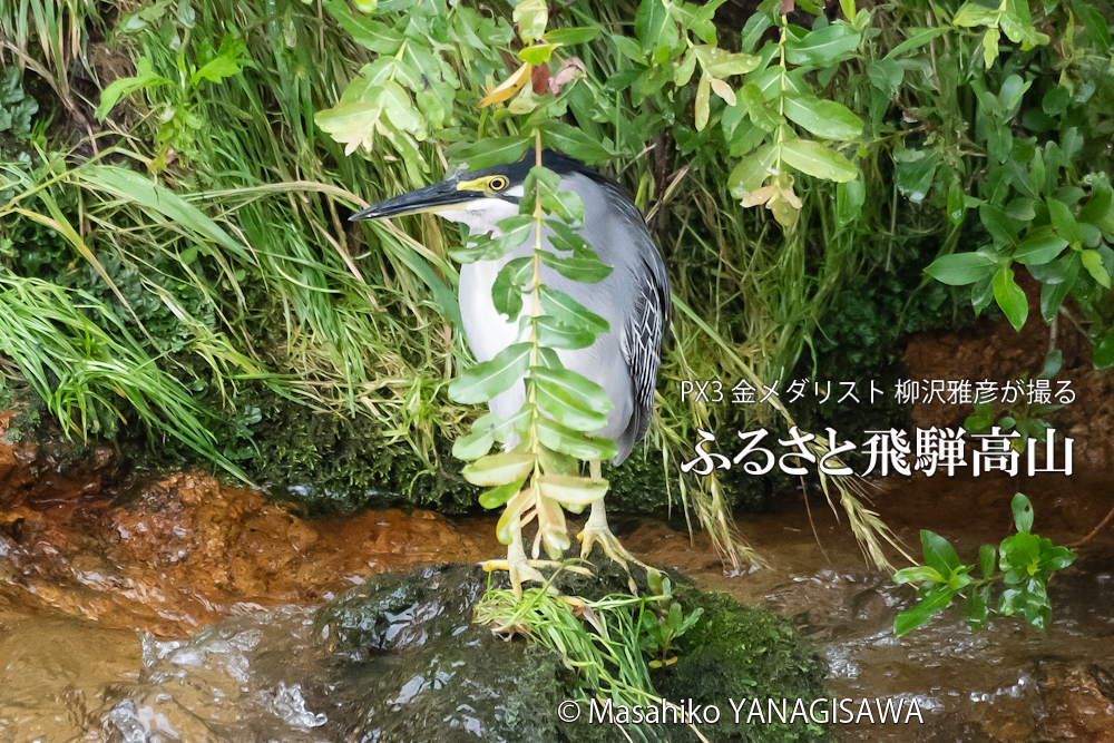 夏の飛騨高山(ササゴイ)　撮影・柳沢雅彦