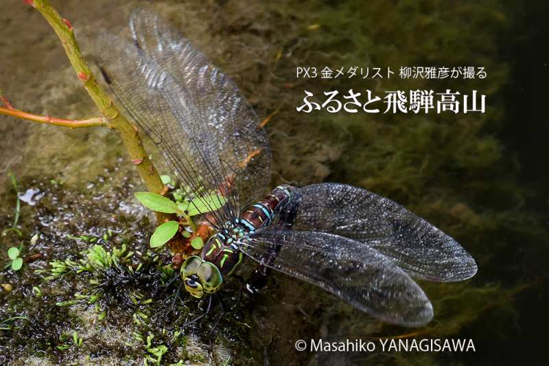 夏の飛騨高山(オオルリボシヤンマの産卵)　撮影・柳沢雅彦