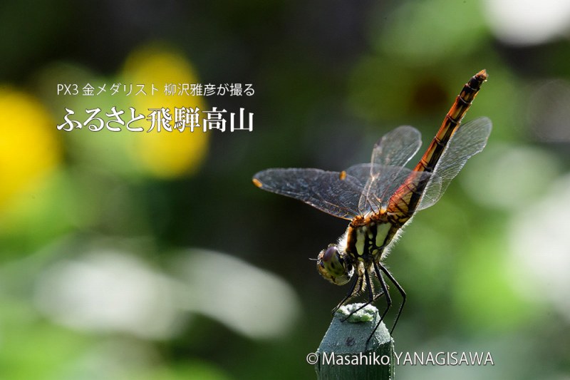 夏の飛騨高山(アキアカネ)　撮影・柳沢雅彦