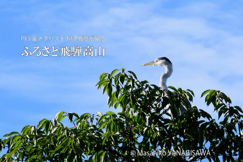 夏の飛騨高山(アオサギ)　撮影・柳沢雅彦