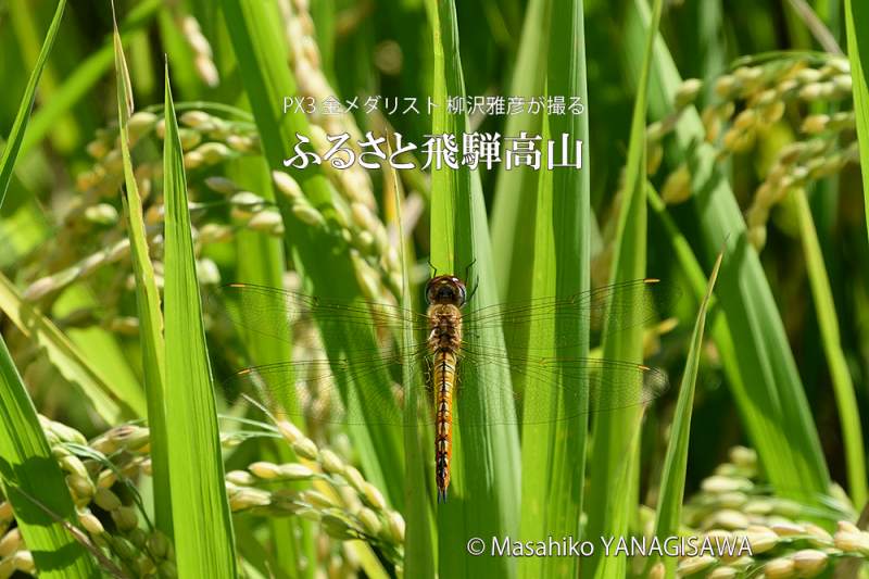 夏の飛騨高山(アキアカネ)　撮影・柳沢雅彦