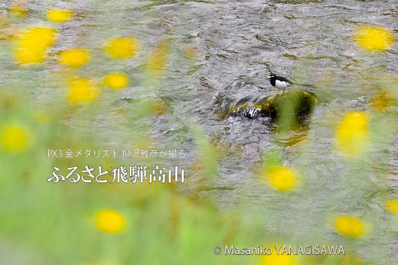 夏の飛騨高山(セグロセキレイ)　撮影・柳沢雅彦