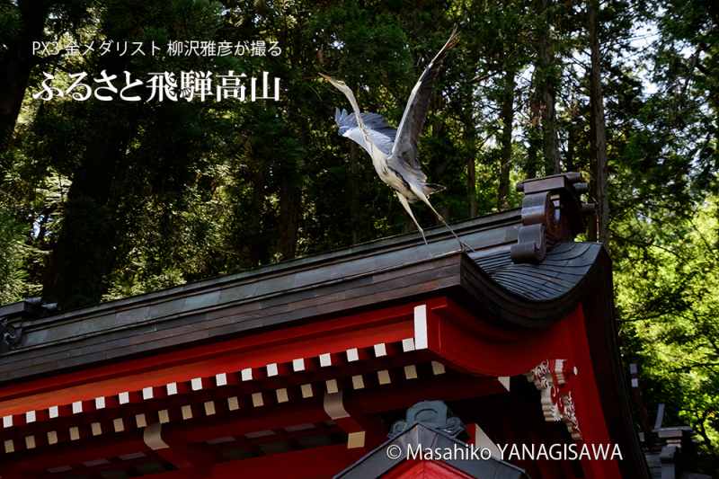 夏の飛騨高山(飛騨東照宮から舞い上がるアオサギ) 撮影・柳沢雅彦