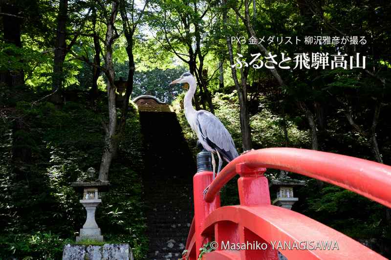 夏の飛騨高山(徳川家康を祀った飛騨東照宮の本殿を仰ぎ見るアオサギ) 撮影・柳沢雅彦