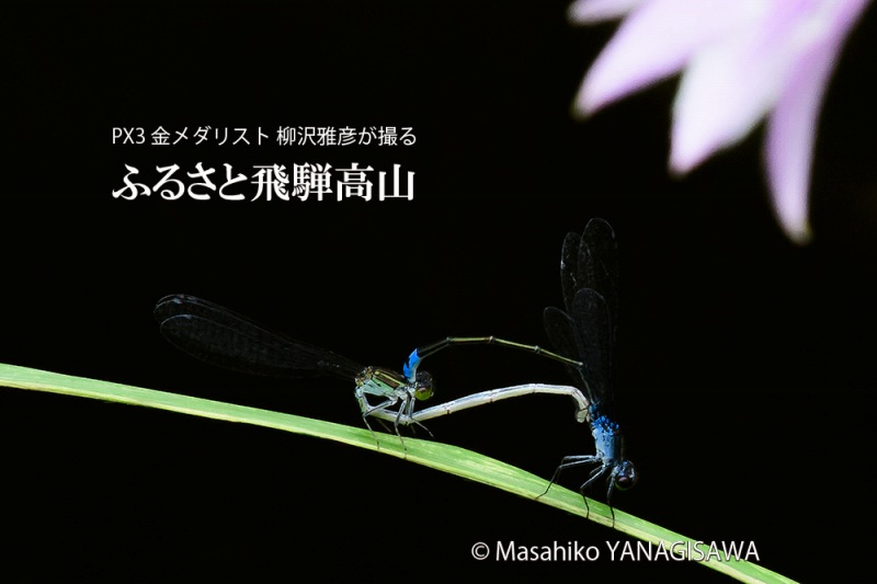 夏の飛騨高山(セスジイトトンボの交尾)　撮影・柳沢雅彦