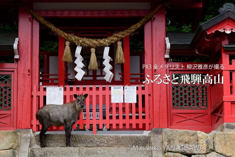 夏の飛騨高山(飛騨東照宮に参拝するニホンカモシカ) 撮影・柳沢雅彦