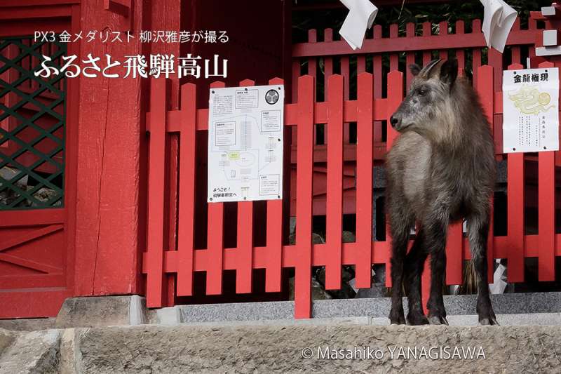 夏の飛騨高山(飛騨東照宮に参拝するニホンカモシカ) 撮影・柳沢雅彦