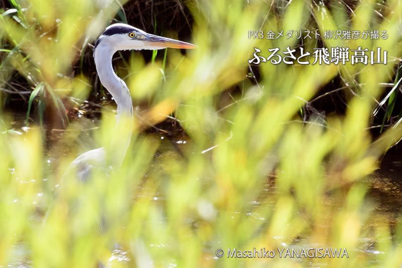 夏の飛騨高山(アオサギ)　撮影・柳沢雅彦