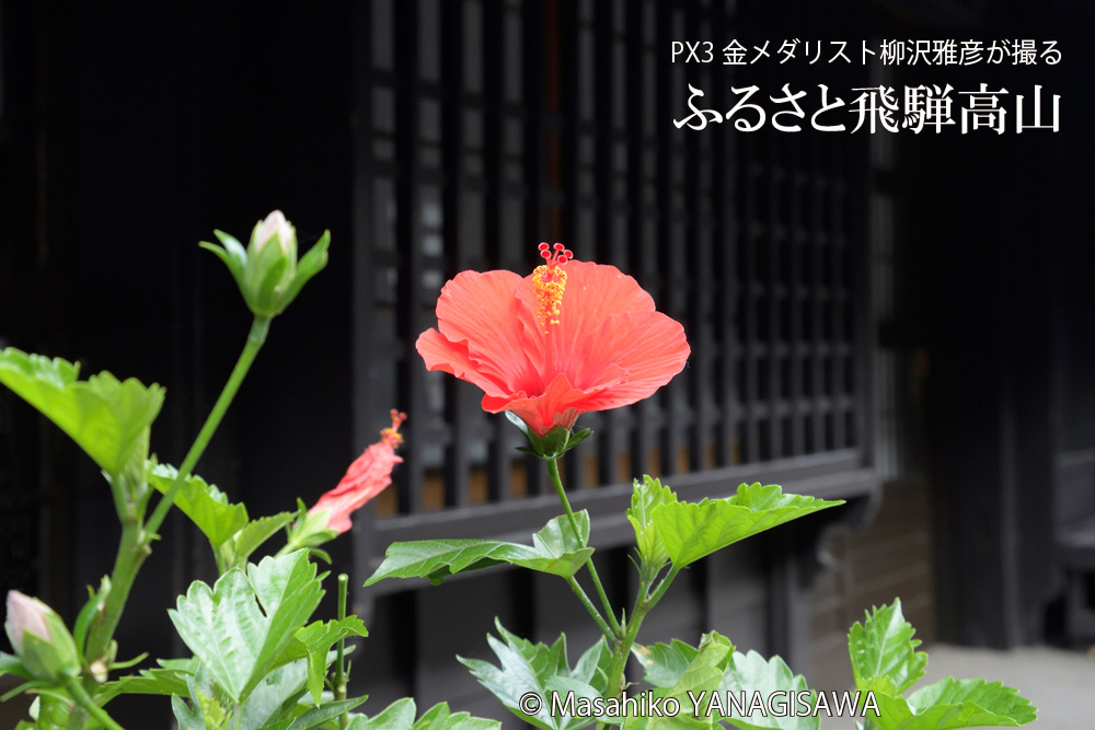 晩夏の飛騨高山(古い町並みに咲くハイビスカス)　撮影・柳沢雅彦