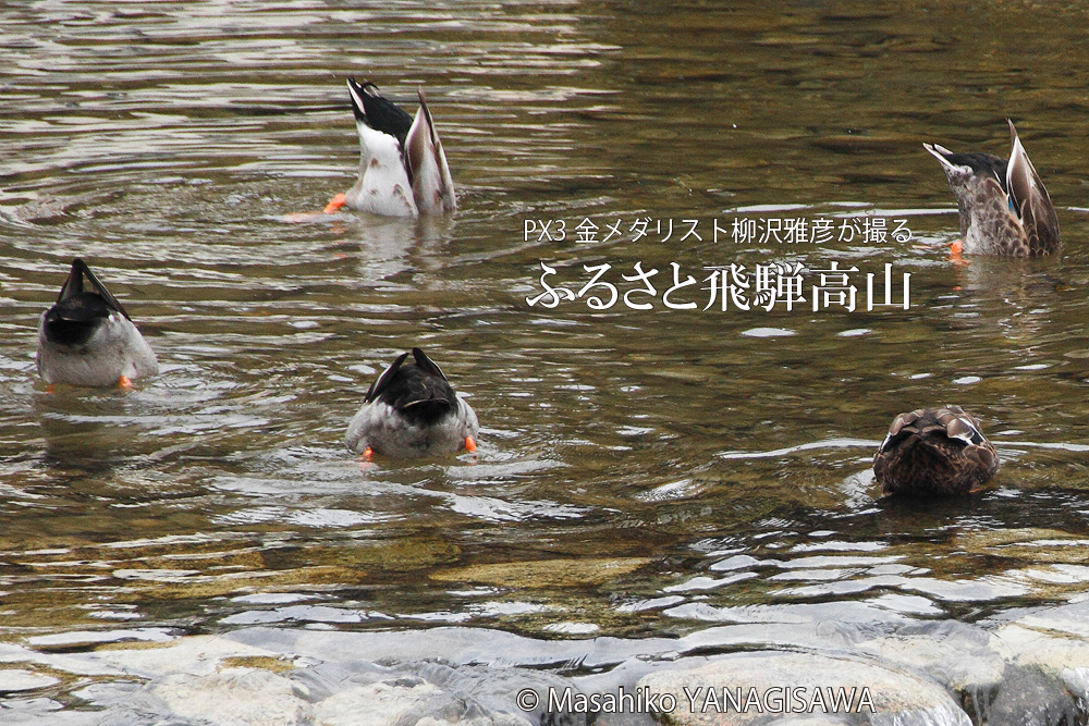 晩夏の飛騨高山(マガモ)　撮影・柳沢雅彦