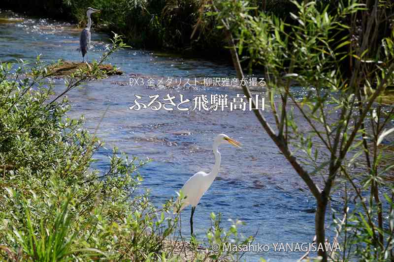 晩夏の飛騨高山(ダイサギ×アオサギ)　撮影・柳沢雅彦