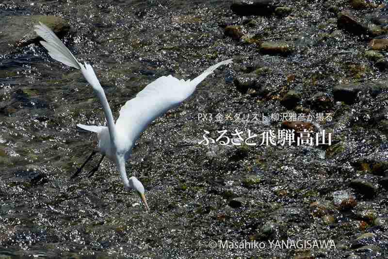 晩夏の飛騨高山(ダイサギ)　撮影・柳沢雅彦