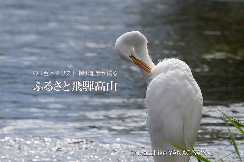 晩夏の飛騨高山(ダイサギの羽繕い)　撮影・柳沢雅彦