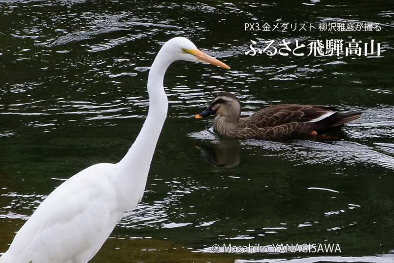 晩夏の飛騨高山(ダイサギ×カルガモ)　撮影・柳沢雅彦