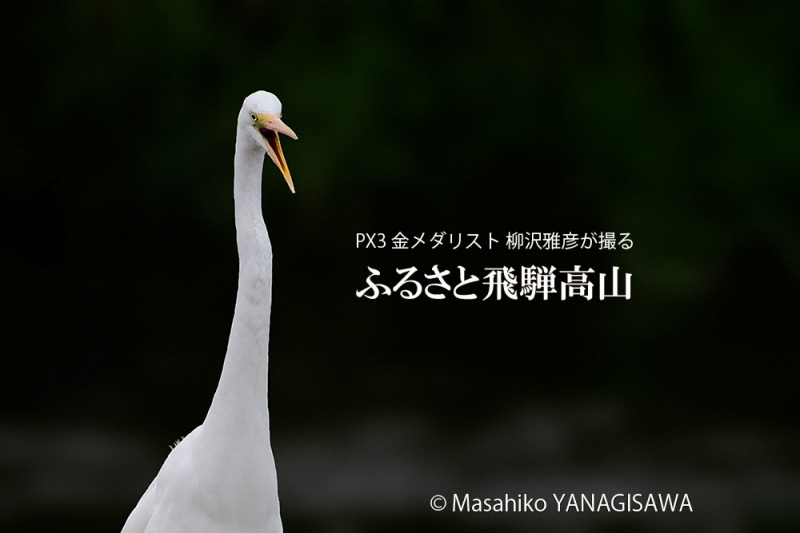 晩夏の飛騨高山(ダイサギの雄叫び)　撮影・柳沢雅彦