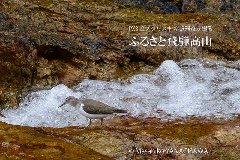 晩夏の飛騨高山(イソシギ)　撮影・柳沢雅彦