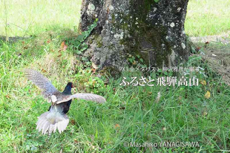 晩夏の飛騨高山(キジ)　撮影・柳沢雅彦