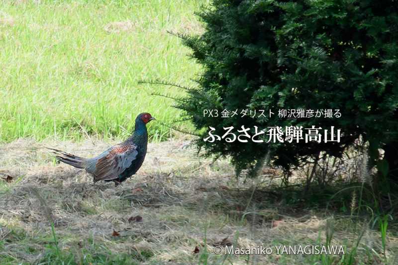 晩夏の飛騨高山(キジ)　撮影・柳沢雅彦