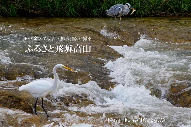 晩夏の飛騨高山(ライバル心むき出しのダイサギとアオサギ)　撮影・柳沢雅彦