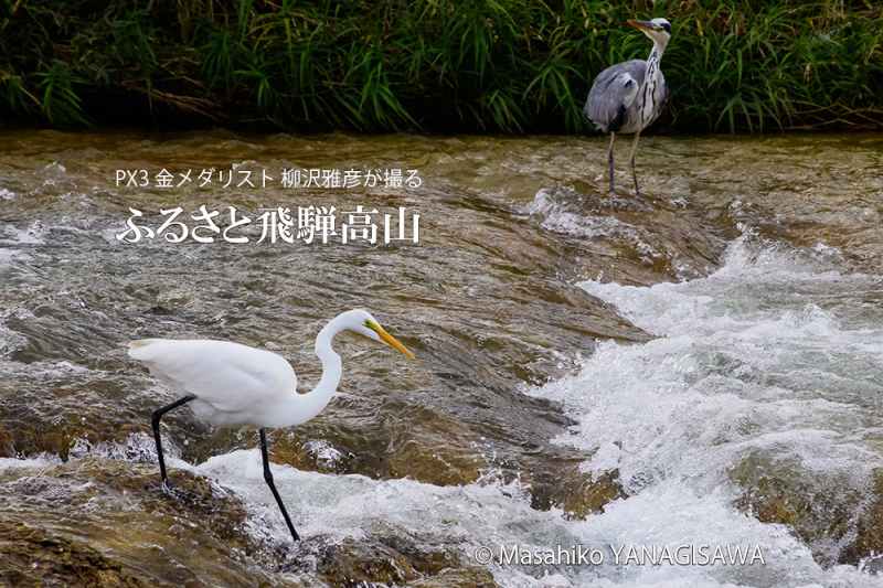 晩夏の飛騨高山(お互いが気になるダイサギとアオサギ)　撮影・柳沢雅彦