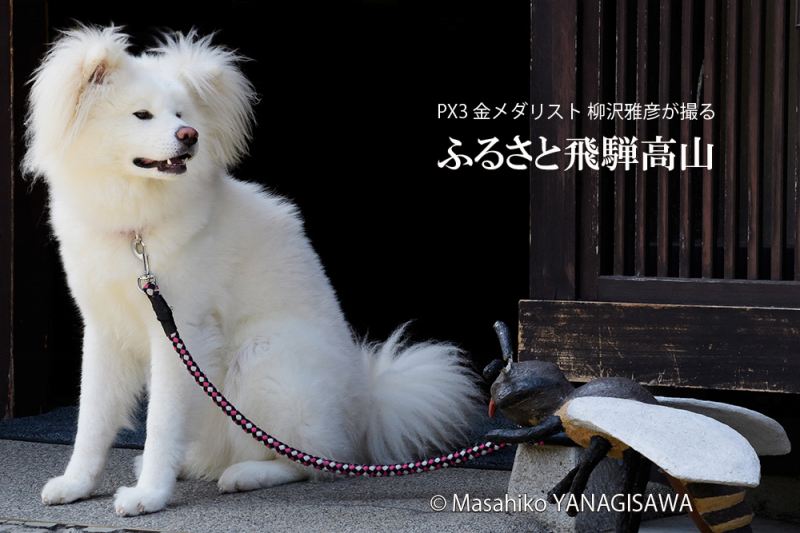 晩夏の飛騨高山(古い町並み、忠犬ハチ公で有名な秋田犬と飼い主のミツバチ？)　撮影・柳沢雅彦