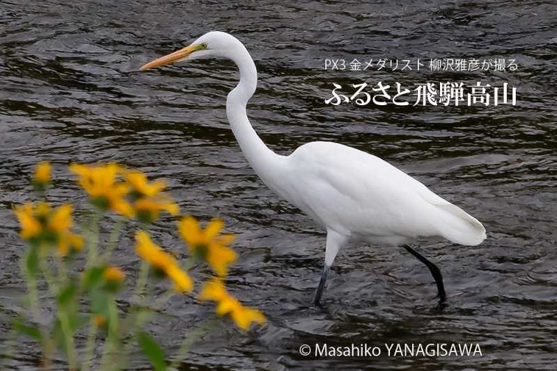 晩夏の飛騨高山(ダイサギ)　撮影・柳沢雅彦