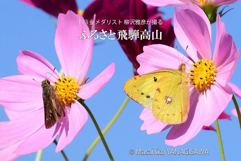 晩夏の飛騨高山(コスモスで吸蜜するチャバネセセリとモンキチョウ)　撮影・柳沢雅彦