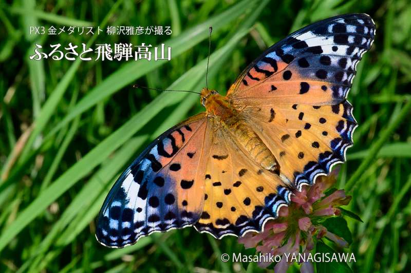 晩夏の飛騨高山(ツマグロヒョウモン雄)　撮影・柳沢雅彦