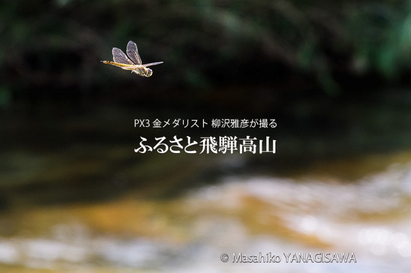 晩夏の飛騨高山(アキアカネ)　撮影・柳沢雅彦