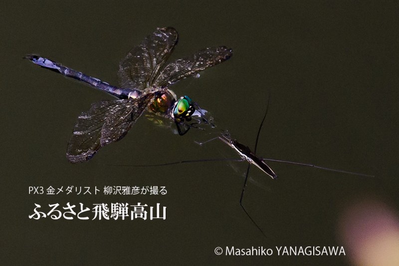 晩夏の飛騨高山(低空飛行してアメンボと衝突したトンボ)　撮影・柳沢雅彦