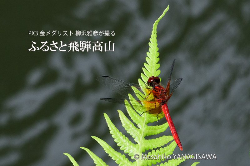 晩夏の飛騨高山(アキアカネ)　撮影・柳沢雅彦