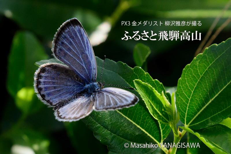 晩夏の飛騨高山(ムラサキシジミ)　撮影・柳沢雅彦