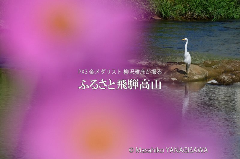 晩夏の飛騨高山(ダイサギ)　撮影・柳沢雅彦