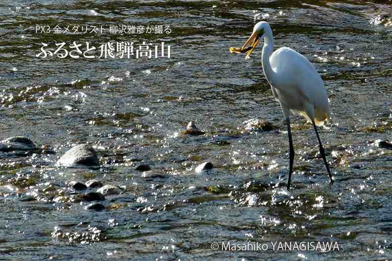 晩夏の飛騨高山(ダイサギ)　撮影・柳沢雅彦