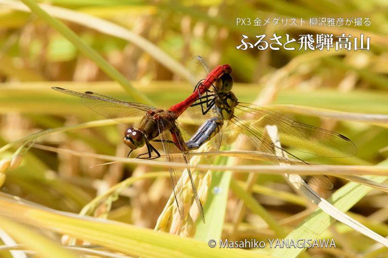 晩夏の飛騨高山(アキアカネの交尾)　撮影・柳沢雅彦