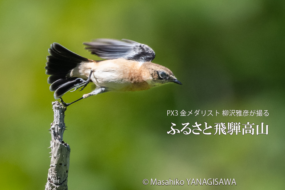 晩夏の飛騨高山(ノビタキ)　撮影・柳沢雅彦