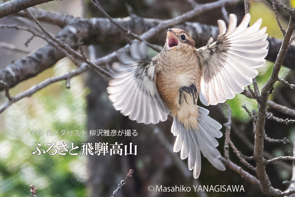 晩夏の飛騨高山(モズ)　撮影・柳沢雅彦