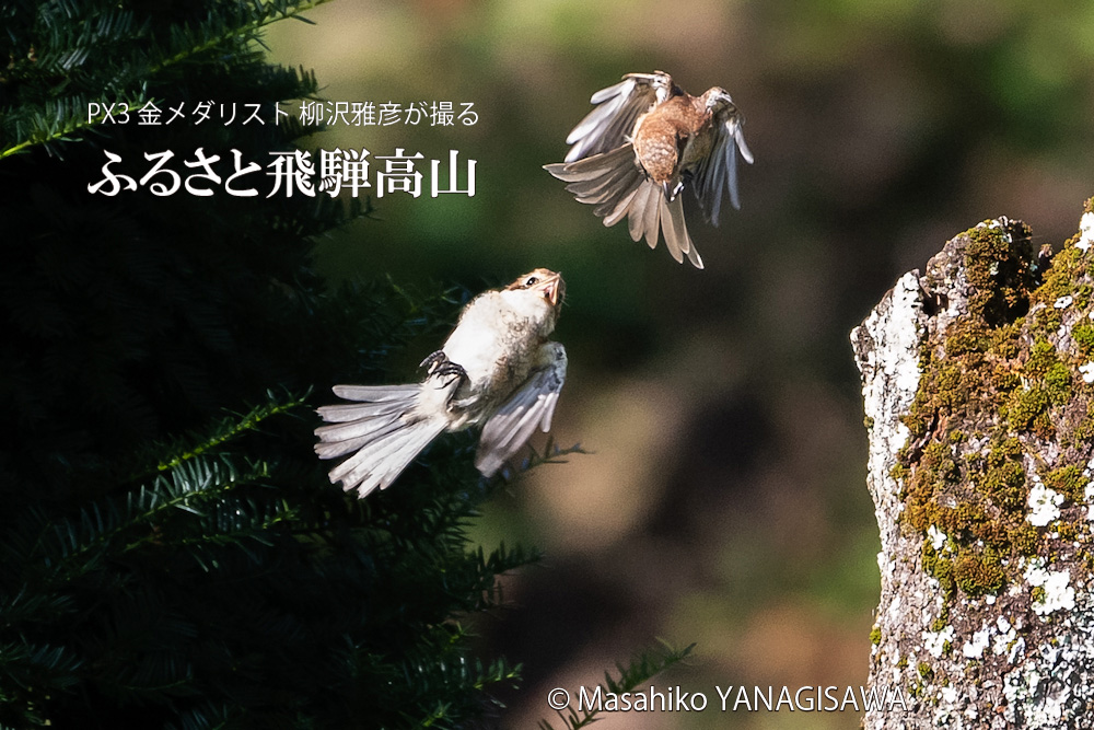 晩夏の飛騨高山(モズ)　撮影・柳沢雅彦