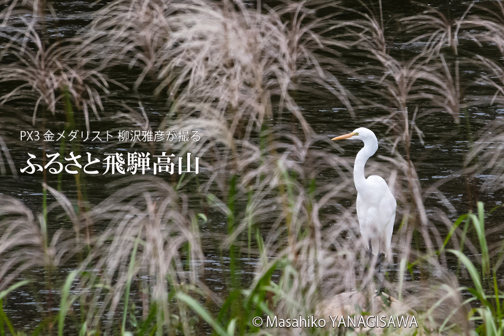 晩夏の飛騨高山(ダイサギ)　撮影・柳沢雅彦