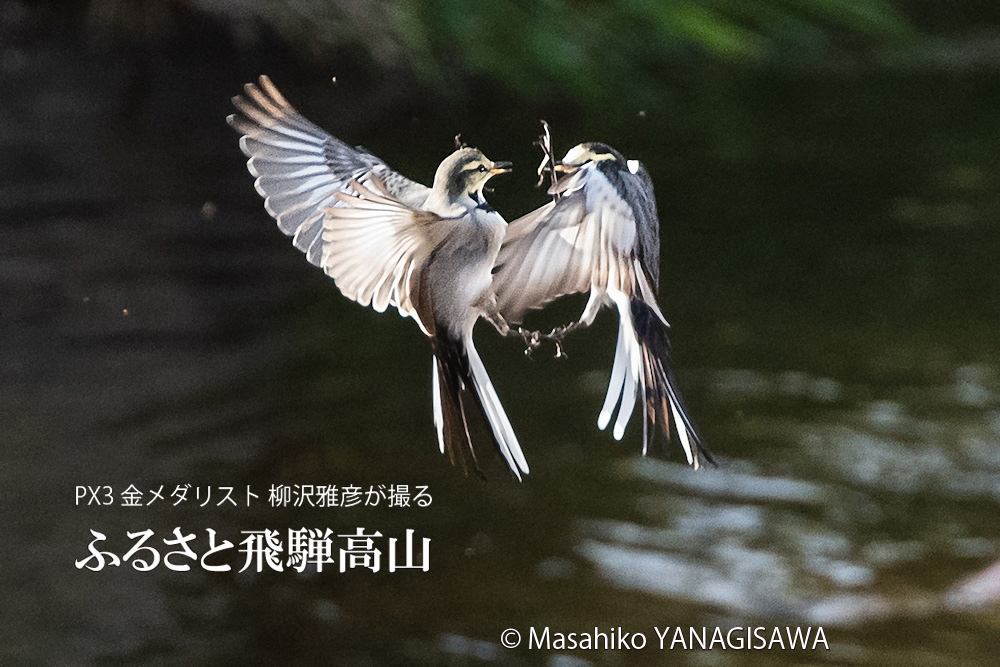 晩夏の飛騨高山(ハクセキレイ)　撮影・柳沢雅彦