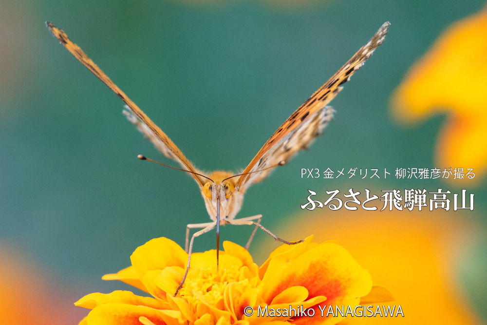 晩夏の飛騨高山(ウラベニヒョウモン)　撮影・柳沢雅彦