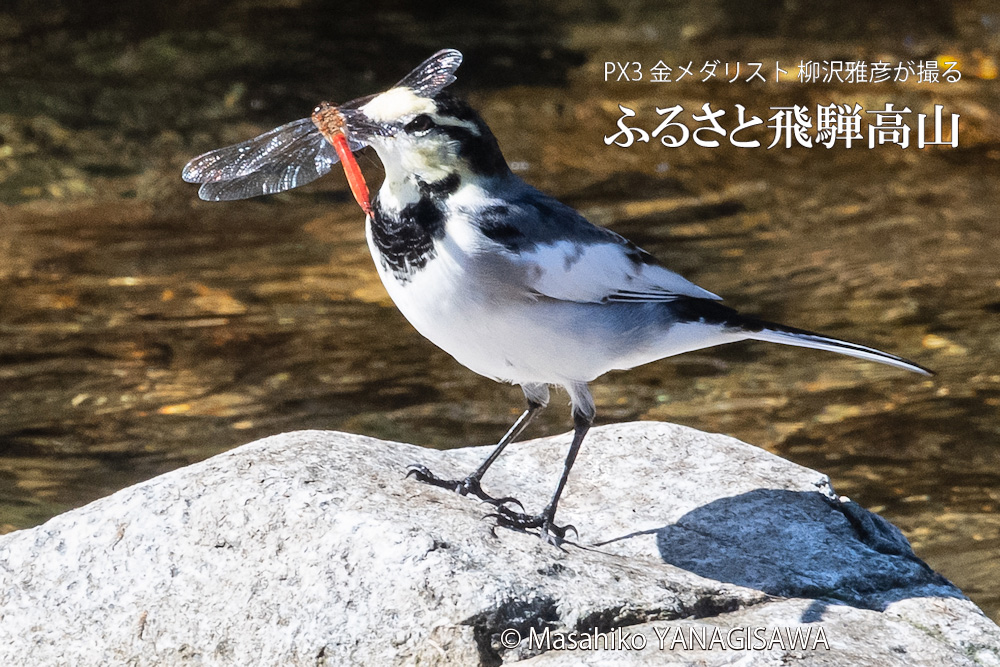 晩夏の飛騨高山(アキアカネを咥えたハクセキレイ)　撮影・柳沢雅彦