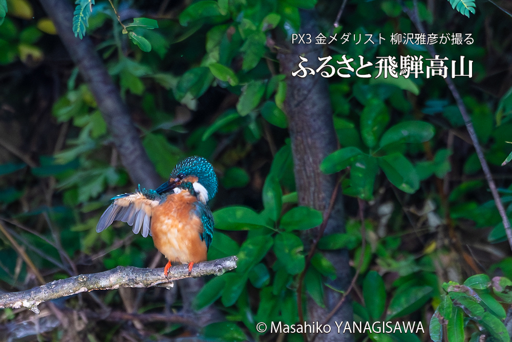 「カワセミの如き君なりき」　撮影・柳沢雅彦