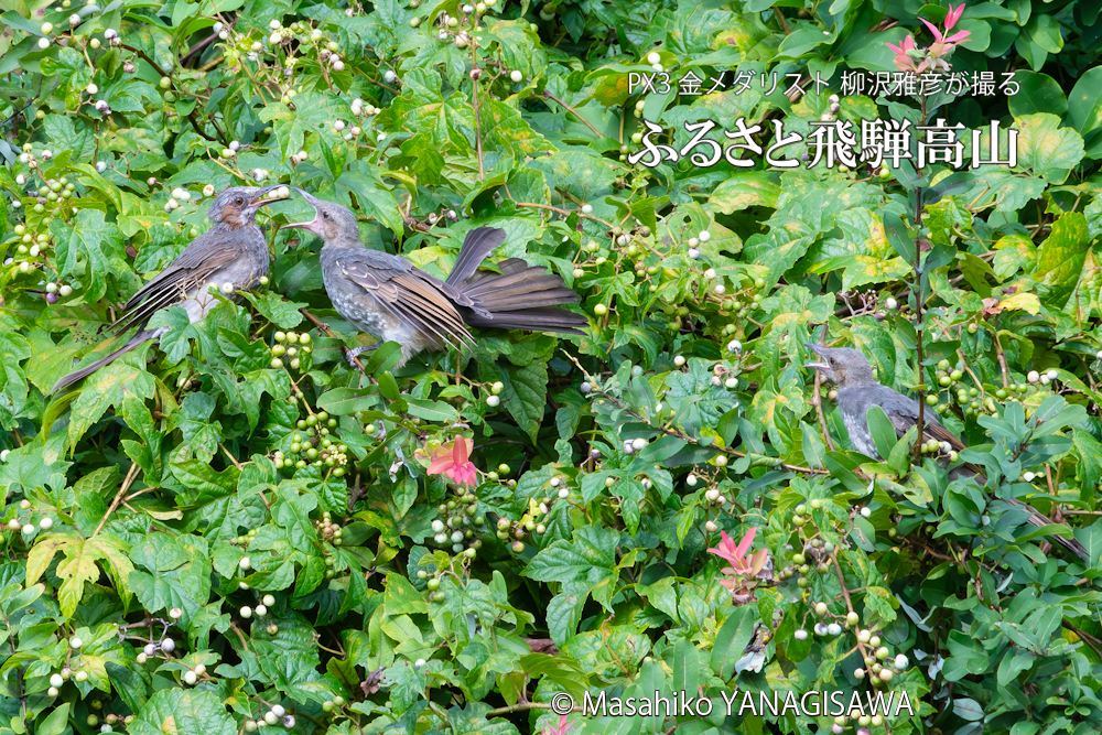 晩夏の飛騨高山(ヒヨドリ)　撮影・柳沢雅彦