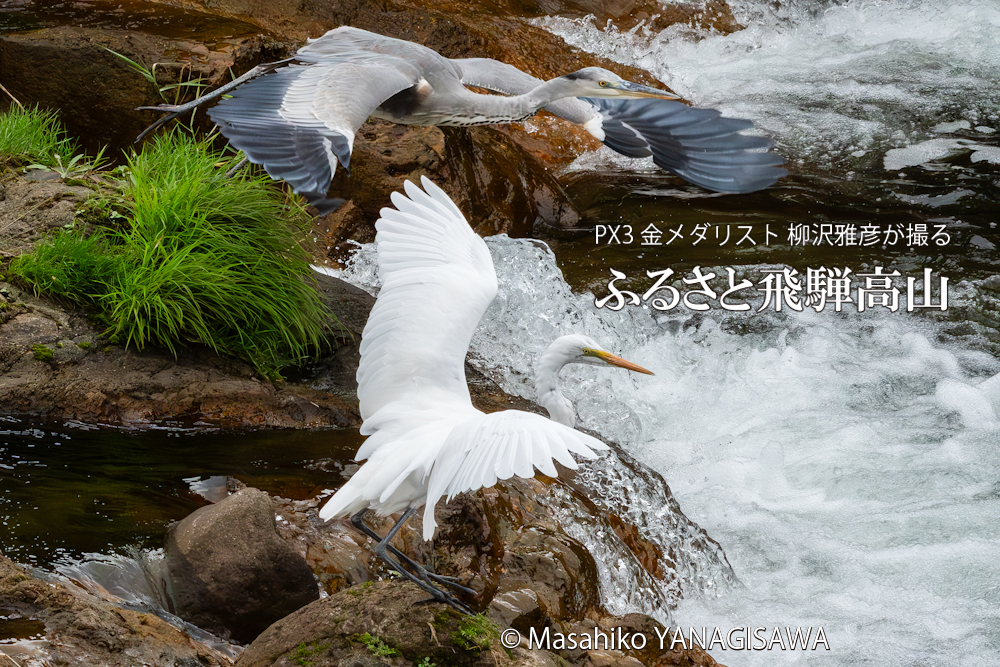 　晩夏の飛騨高山(ダイサギ×アオサギ)撮影・柳沢雅彦