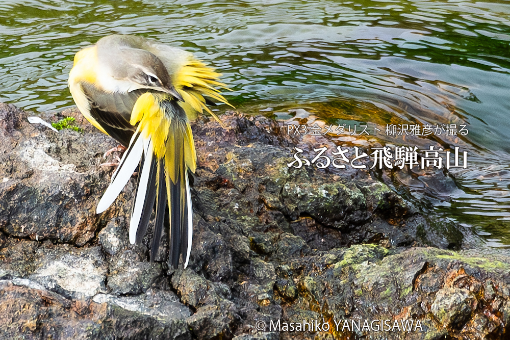 晩夏の飛騨高山(キセキレイ)　撮影・柳沢雅彦