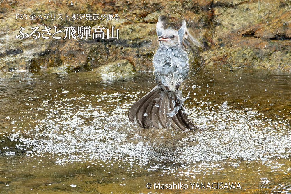 晩夏の飛騨高山(ヒヨドリ)　撮影・柳沢雅彦