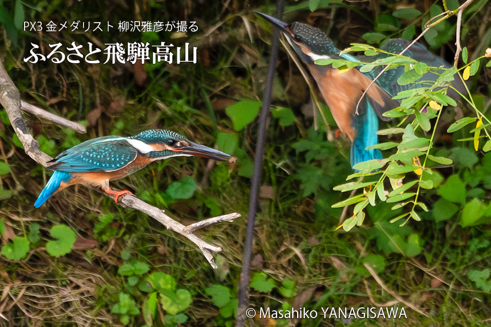 「カワセミの如き君なりき」　撮影・柳沢雅彦