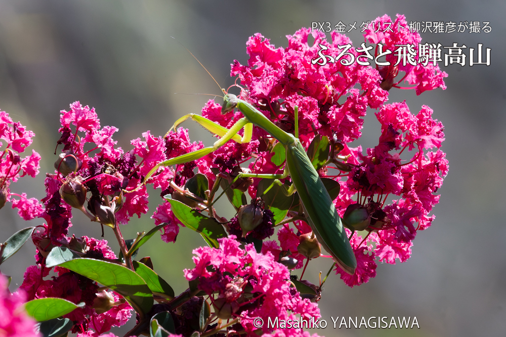 晩夏の飛騨高山(カマキリ)　撮影・柳沢雅彦